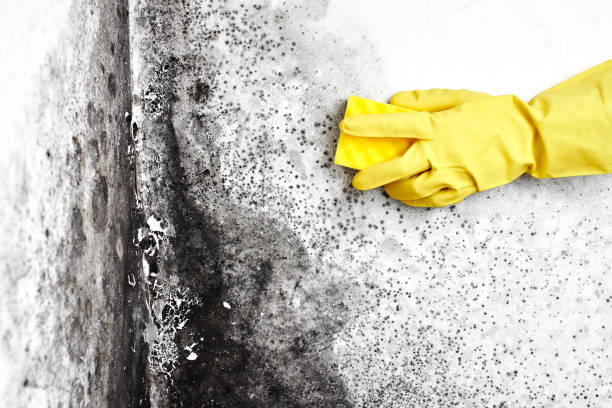 Professional Mold Remediation in Grosse Pointe Woods, MI